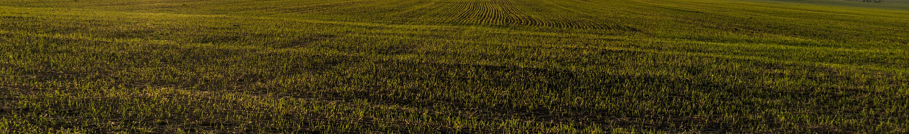 Séparateur graphique bas de page Reitzel